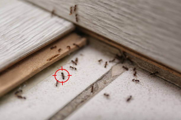 Best Bed Bug Extermination  in Three Rivers, TX