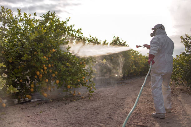 Best Ant Control Services  in Three Rivers, TX