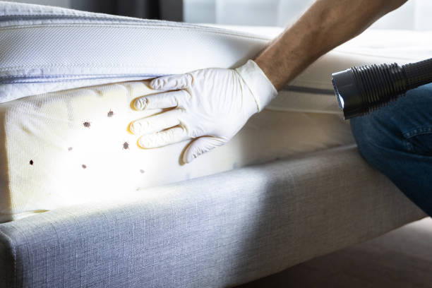 Best Emergency Pest Control  in Three Rivers, TX