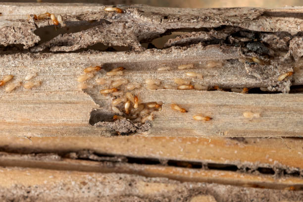 Best Pest Removal Services  in Three Rivers, TX