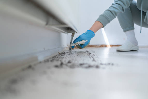 Best Local Pest Control Services  in Three Rivers, TX